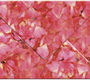 URSUS Конверты из кальки B6 флора 5 шт. лепестки роз